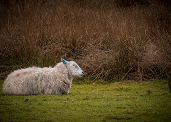 sheep in the grass
