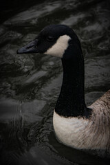 country goose swimming