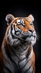 Obraz premium Tiger against an isolated background, with detailed stripes and form clearly displayed in a minimalistic setup.