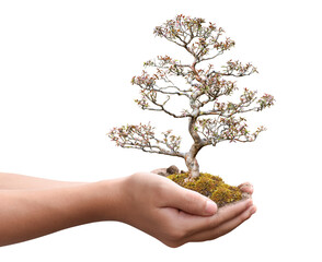 Tree plant in hand isolated on transparent background - PNG format