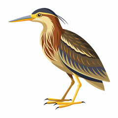 vector Bittern on white background