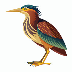 vector Bittern on white background