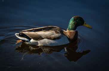 mallard duck on the water
