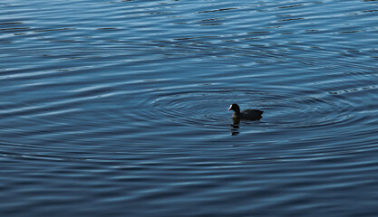 duck on the water