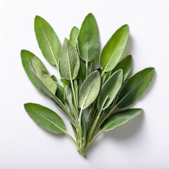 Sage isolated on white background. Salvia officinalis.