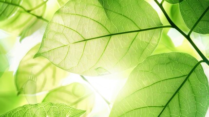 Backlit fresh green leaf texture background.