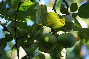apples on a tree