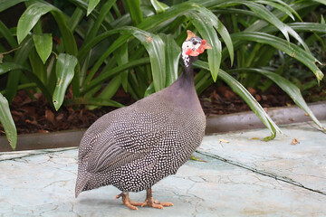 Helmeted Guinea Fowl