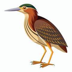 vector Bittern on white background
