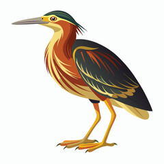 vector Bittern on white background