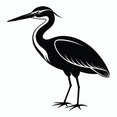 vector Bittern on white background
