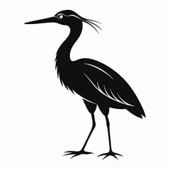 Obraz premium vector Bittern on white background