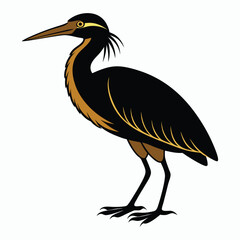 Fototapeta premium vector Bittern on white background