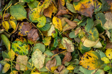 Full frame shot of disease rose leaves after removing it from rose tree.