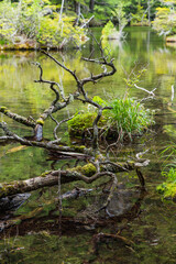 日本　長野県松本市安曇にある山岳景勝地の上高地　穂高神社奥宮神域の明神池の二之池