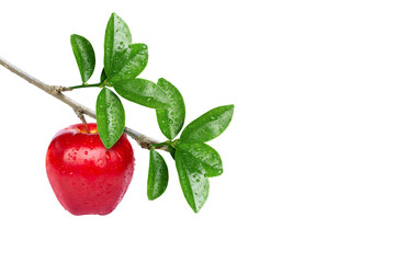 Red apple on tree branch isolated