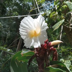 white  flower of Costus speciosus known as Canereed, Cheilocostus speciosus, Amomum arboreum etc