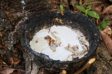 Close-up of rubber tree latex collection process, showing flowing sap into a blackened container at the base of the tree.
