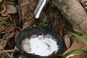Close-up of rubber tree latex collection process, showing flowing sap into a blackened container at the base of the tree.
