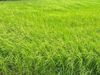Rice fields in the morning