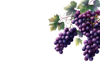 Grapes clipart, fruit element, watercolor illustration, defined details, purple and green, isolated on white background