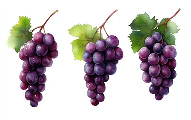Fototapeta premium Grapes clipart, fruit element, watercolor illustration, defined details, purple and green, isolated on white background