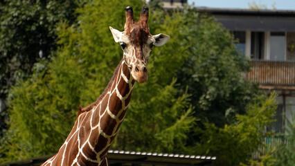Giraffe against the background of panel houses, giraffe in the Kaliningrad zoo close-up © OlTarakanov