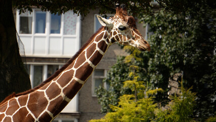 Giraffe against the background of panel houses, giraffe in the Kaliningrad zoo close-up © OlTarakanov