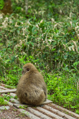 日本　長野県松本市安曇にある山岳景勝地の上高地にいる野生のニホンザル