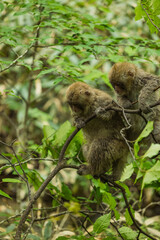日本　長野県松本市安曇にある山岳景勝地の上高地にいる野生のニホンザル