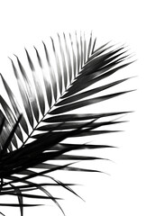 Fototapeta premium Dark palm frond on black