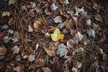 Autumn leaves on an Autumn Day