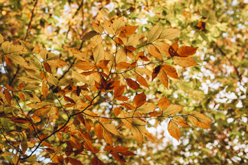 Autumn leaves on an Autumn Day