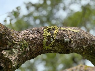 Pyrrosia Piloselloides