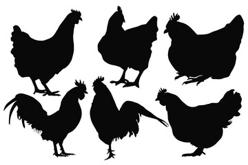 Chickens, quail silhouettes. Cock, chicken, hen, chick. Domestic poultry farming. Isolated on white background. Rooster vector illustration for farming products package, poster, banner, card design