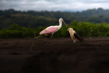 Caracara et Spatule rosée, Costa Rica