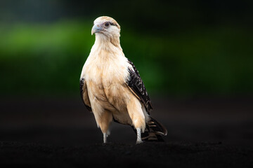 Caracara à tête jaune, Costa Rica