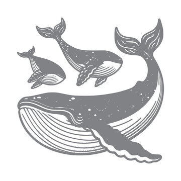 recommend clip art: Silhouetted shark fish set vector illustration art on white background generated Ai