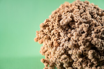 Close-up of Coral-like Structure on Green Background