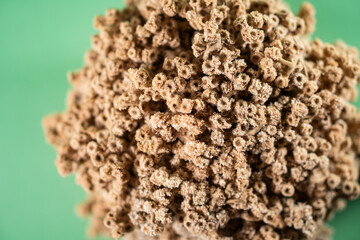 Close-up of Coral-like Structure on Green Background