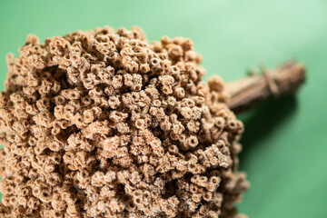 Close-up of Coral-like Structure on Green Background