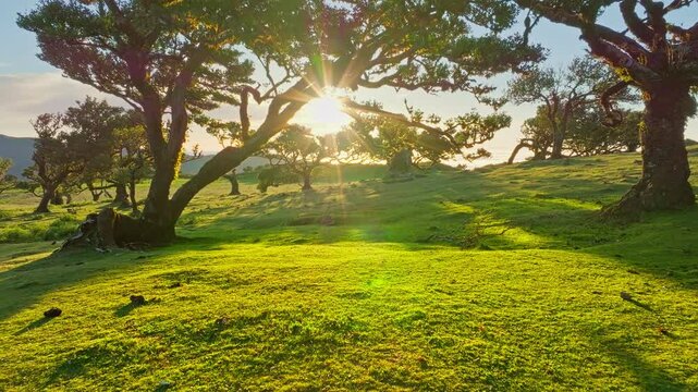 Aerial drone shot of flying above til trees in idyllic Fanal Laurisilva forest on sunset. Madeira island, Portugal. Fly by thru push in shot