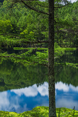 日本　長野県茅野市にある御射鹿池　水面に鏡面反射する新緑のカラマツの木々