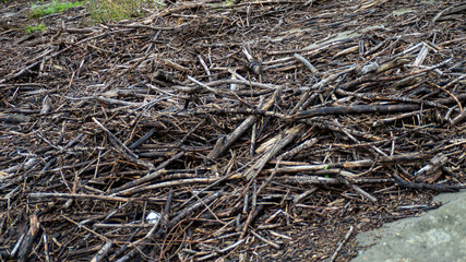 A pile of dead branches and twigs on the ground
