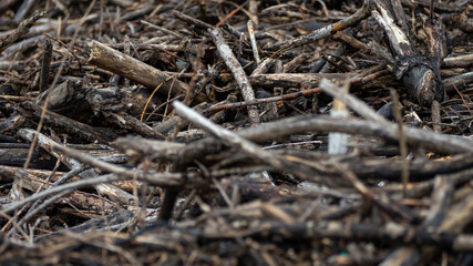 A pile of dead branches and twigs