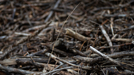 A pile of dead branches and twigs