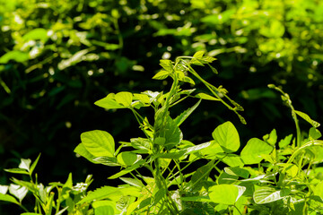 The natural growth of vines and weeds in the fields is the main vegetation in the eastern part of North China