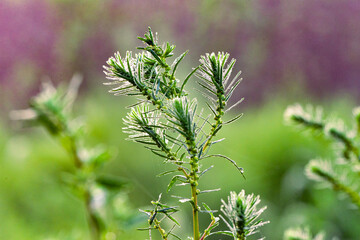 The natural growth of vines and weeds in the fields is the main vegetation in the eastern part of North China