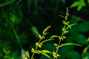 The natural growth of vines and weeds in the fields is the main vegetation in the eastern part of North China