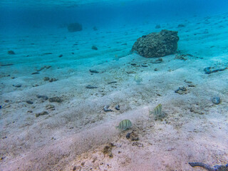 Obraz premium Rarotonga (August 2024).